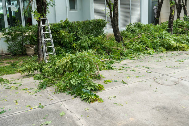 How Our Tree Care Process Works  in  Wallace Ridge, LA